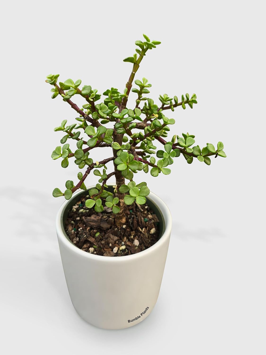 Rainbow Elephant Bush Variegata 'Portulacaria Afra'-4" Pot - Live Plant Easy Care, Low Maintenance for Home Decor - Air Purification Houseplant