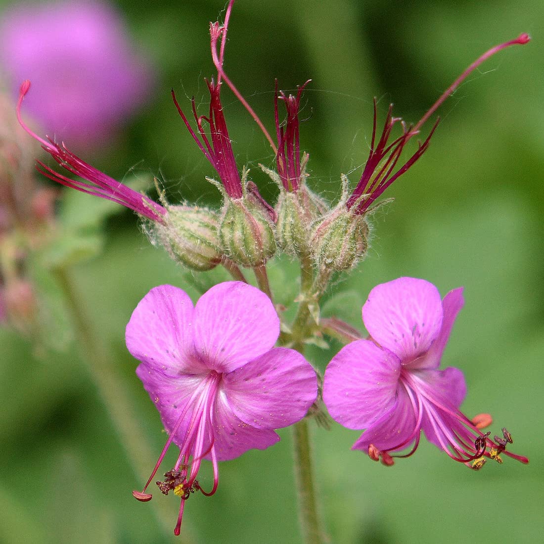 12 unità Geranium Macrorrhizum - Perenne Rizomatosa Vaso 9x9cm ±1 m² - Geranio con Fiori Rosa e Verde per Aiuole