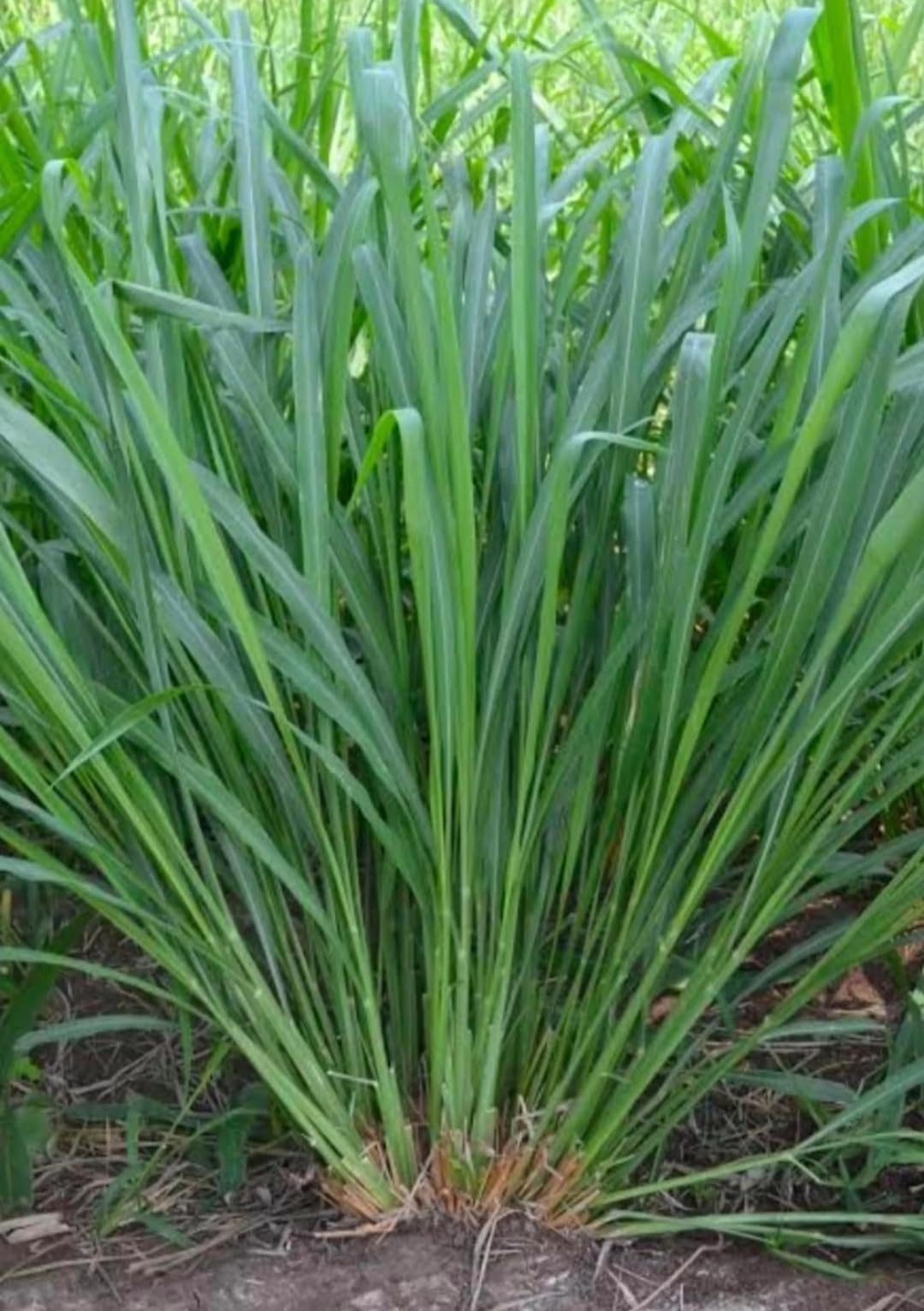 Hybrid Malai Makhan Grass Seeds, Hybrid Makhan Grass Seeds (B0DBDPFQXZ) Amazon Price History, Amazon Price Tracker