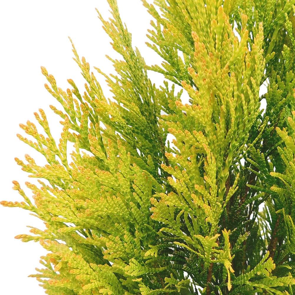 Southern Living 2 Gal. Forever Goldy Arborvitae Shrub