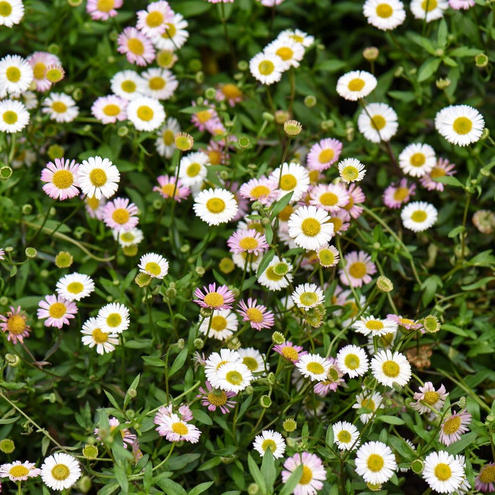 Erigeron Karvinskian US Profusion Hardy Perennial Vibrant Pink & White Daisy-Like Flowers Ideal for Borders Containers 1x 3 Litre Pot by Thompson and Morgan