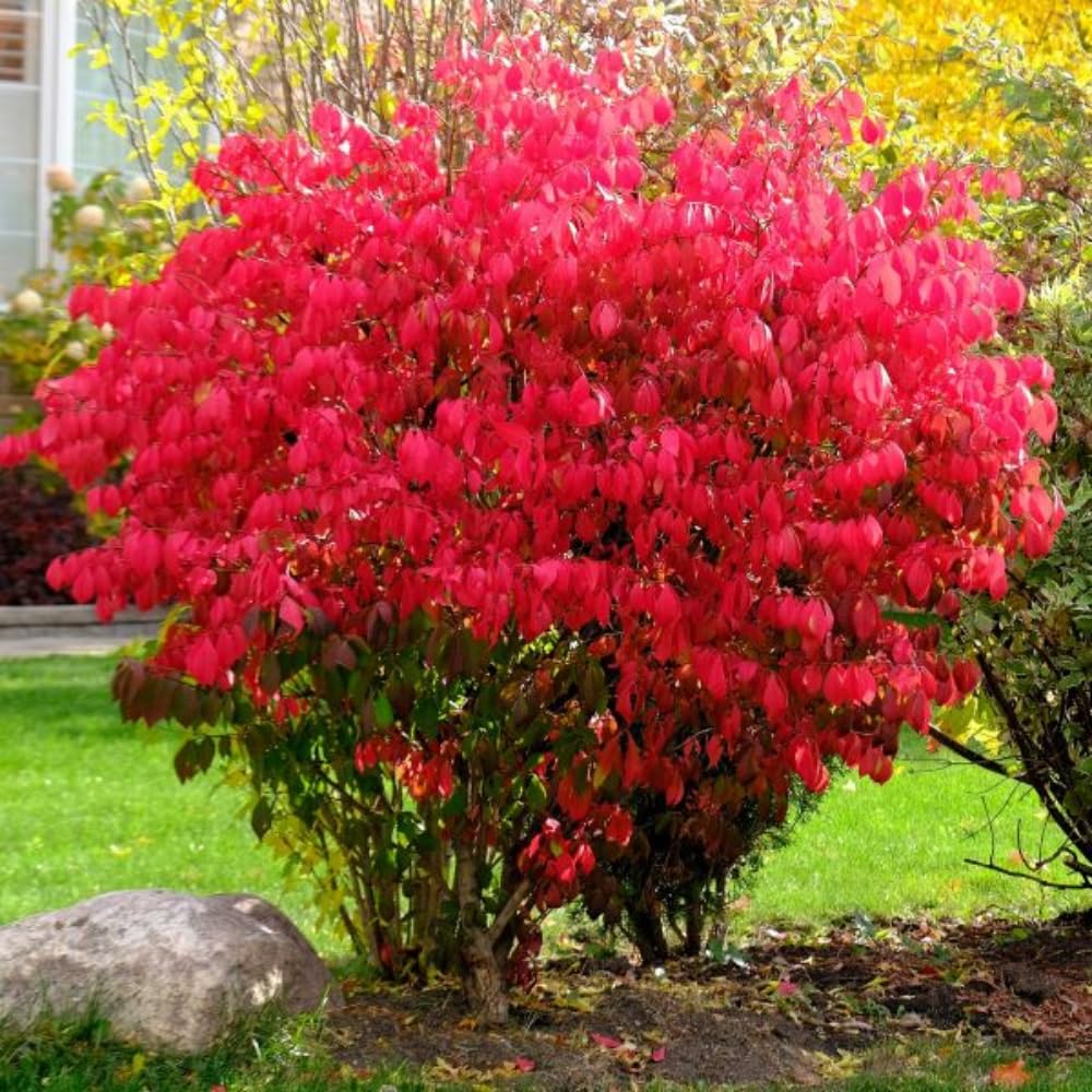 Amazon.com : 10 Burning Bush Live Plants, Dwarf Burning Bush Shrub