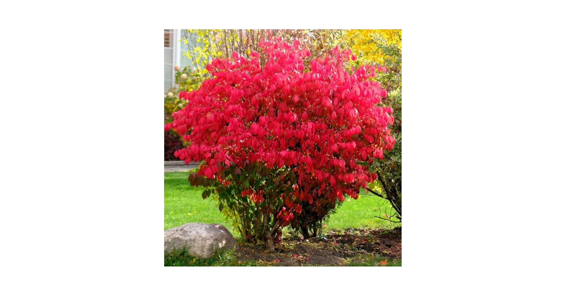 【未使用】bush de brunt Heaven and Earth Online Orchards 1 Gal. Dwarf Burning Bush Shrub (2-Pack