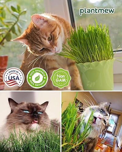 Miniatura 5 de Semillas de hierba orgánica para gatos, 16 onzas, semillas de pasto de trigo sin OMG, cosechadas en los Estados Unidos, fácil crecimiento verde para