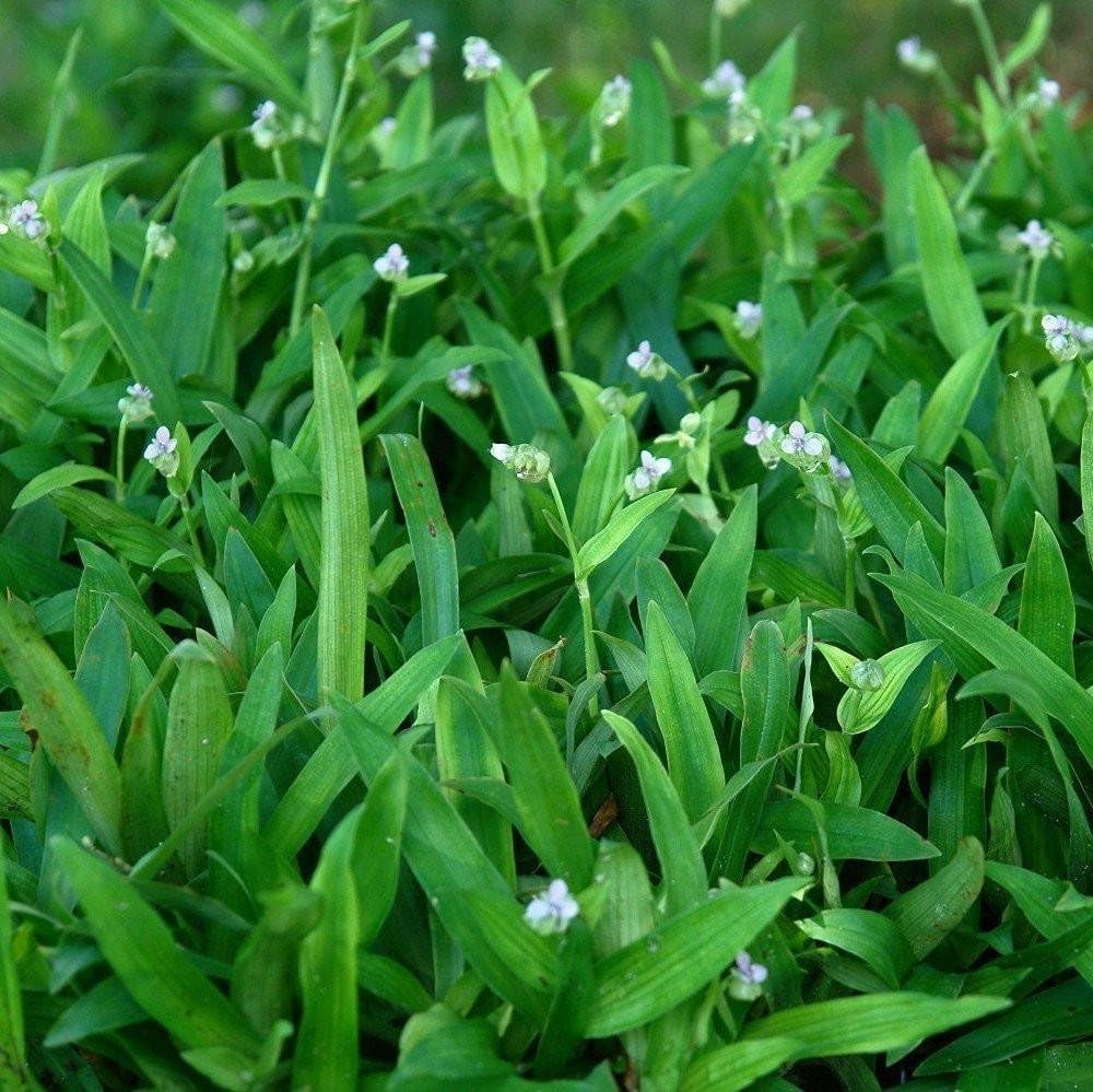 Beijing Grass Seeds (Murdannia loriformis) - Grow Now or Store for Future Planting - Capsule of 20 Seeds