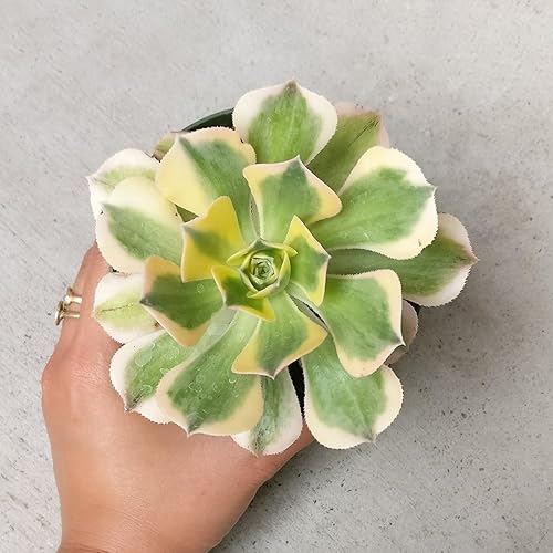 Miniatura 3 de Aeonium Sunburst - Suculenta abigarrada (4 pulgadas)