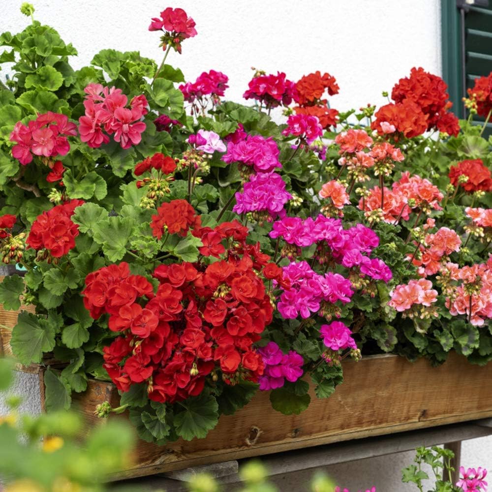 Outsidepride Geranium Flower Seed Mix for Containers, Baskets, Beds, & Window Boxes - 200 Seeds