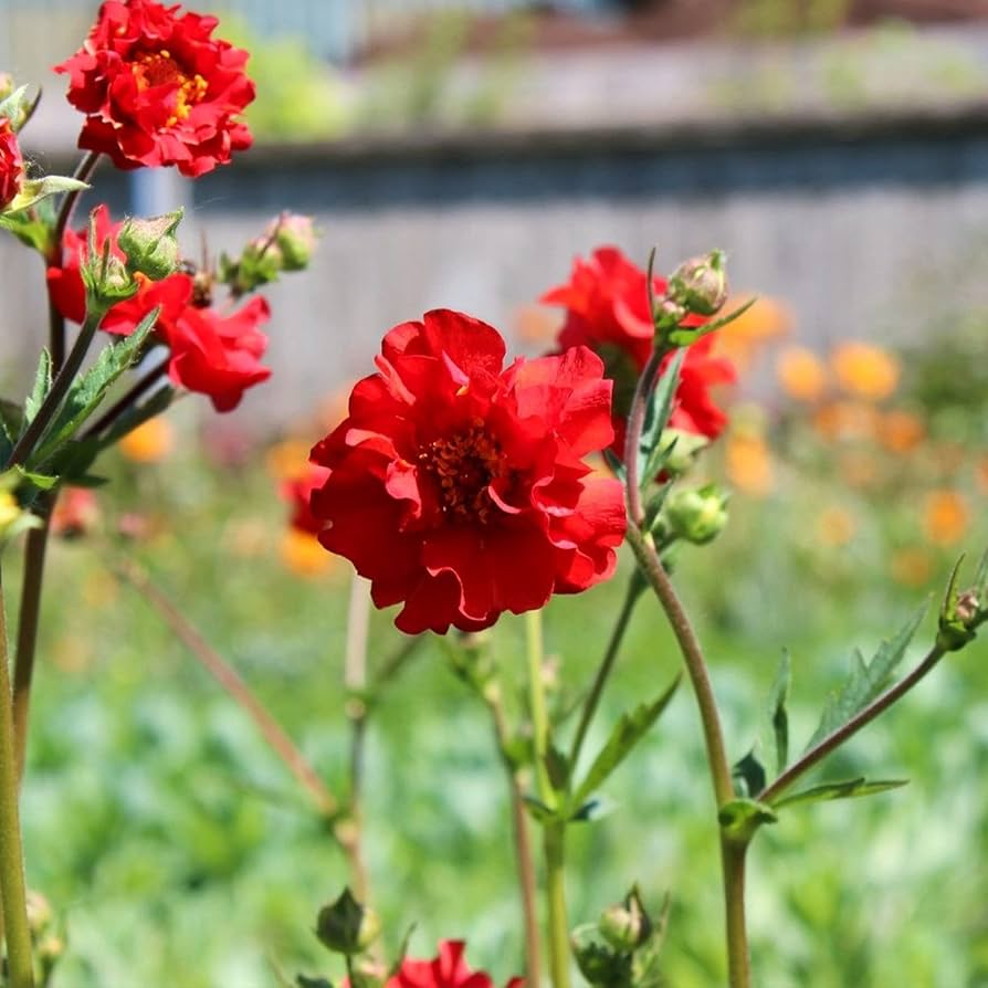 Amazon.com : Mrs J. Bradshaw' Geum Seeds Avens Perennial