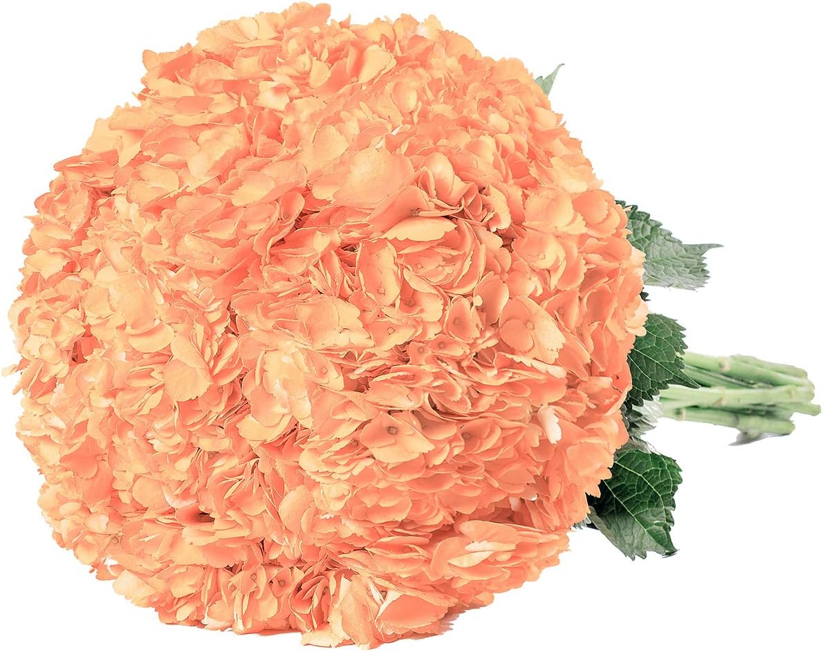 Bloomingmore | Fresh Cut Flowers | Natural Painted Peach Hydrangeas | Pack 15 | Home, Office, Wedding Decor, DIY, Party Event, Housewarming, Teacher and Engagement