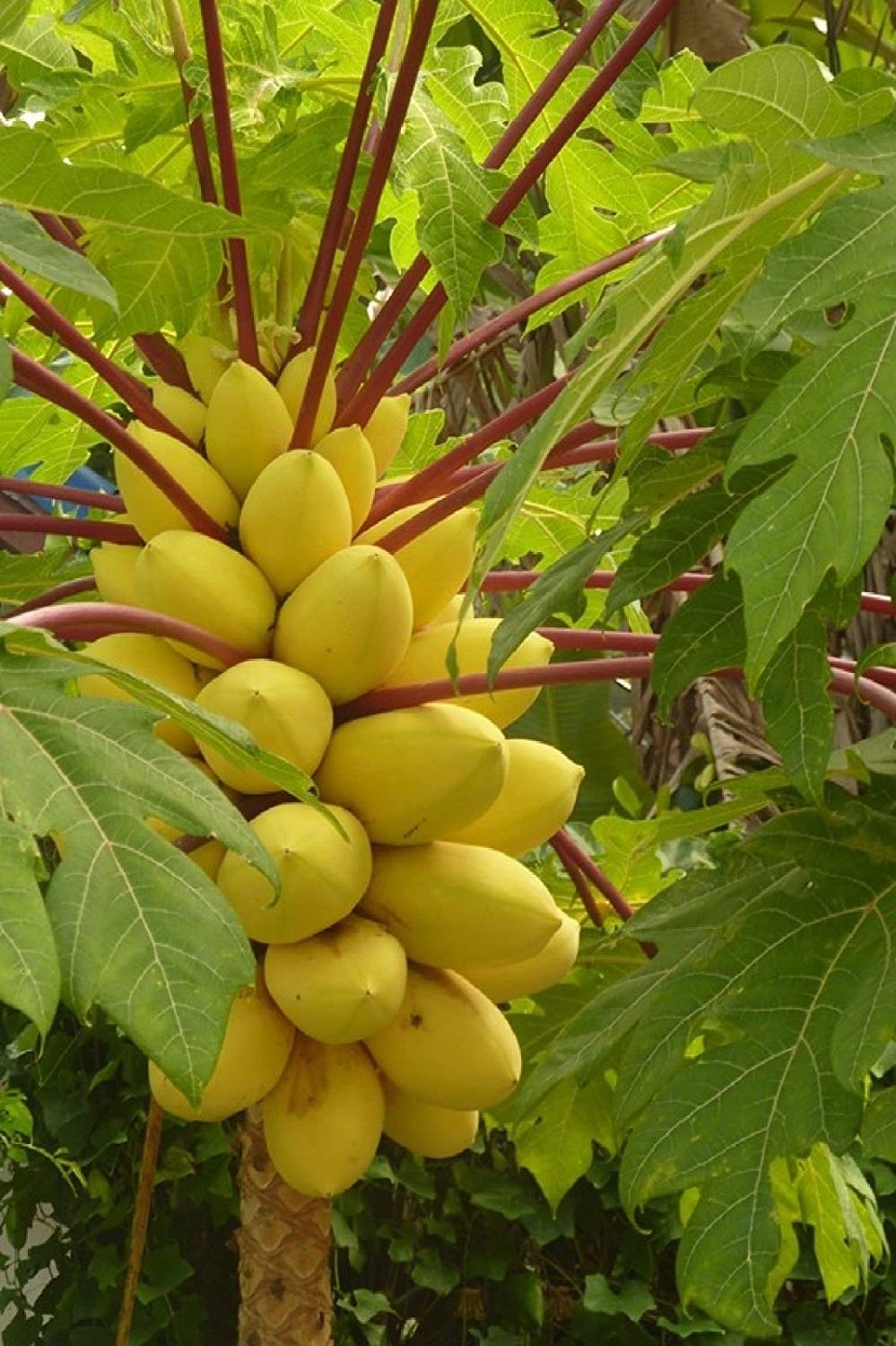 See full amazon price history chart for Golden Hills Farm India Golden Thai Dwarf Papaya 50 Seeds Golden Hills Farm India Golden Thai Dwarf Papaya 50 Seeds (B07PXM5W34) Amazon Price History, Amazon Price Tracker