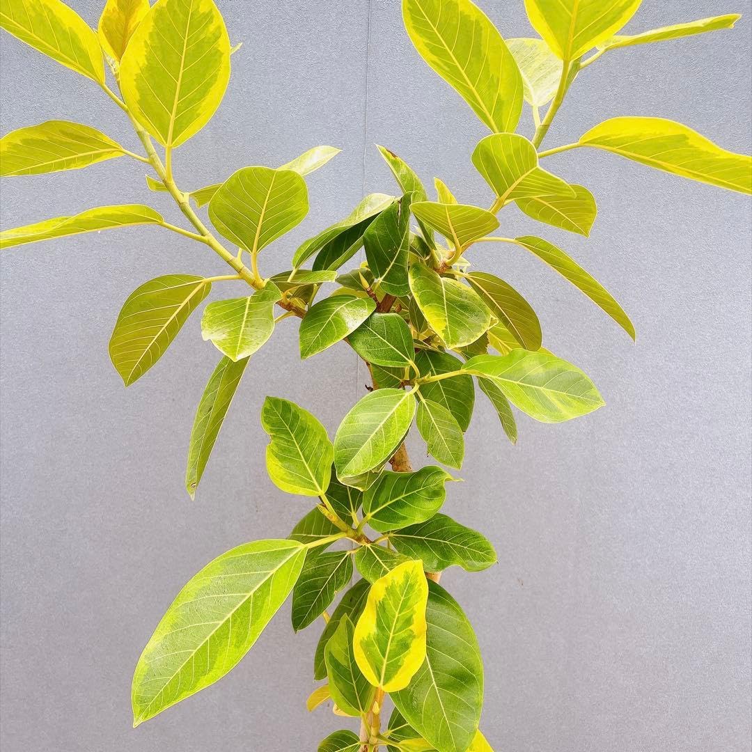 Amazon.co.jp: フィカス ゴムの木 アルテシマ 曲がり 観葉植物
