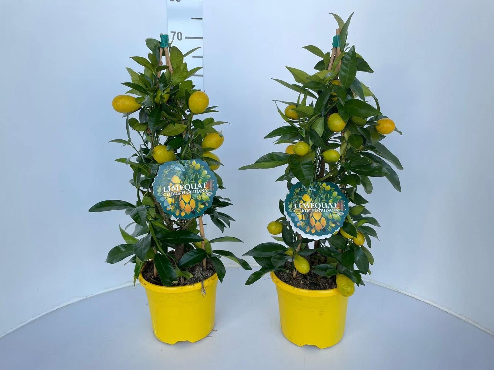 Limequat Agrumi di Sicilia piramidali frutto raro 80 cm vaso 20