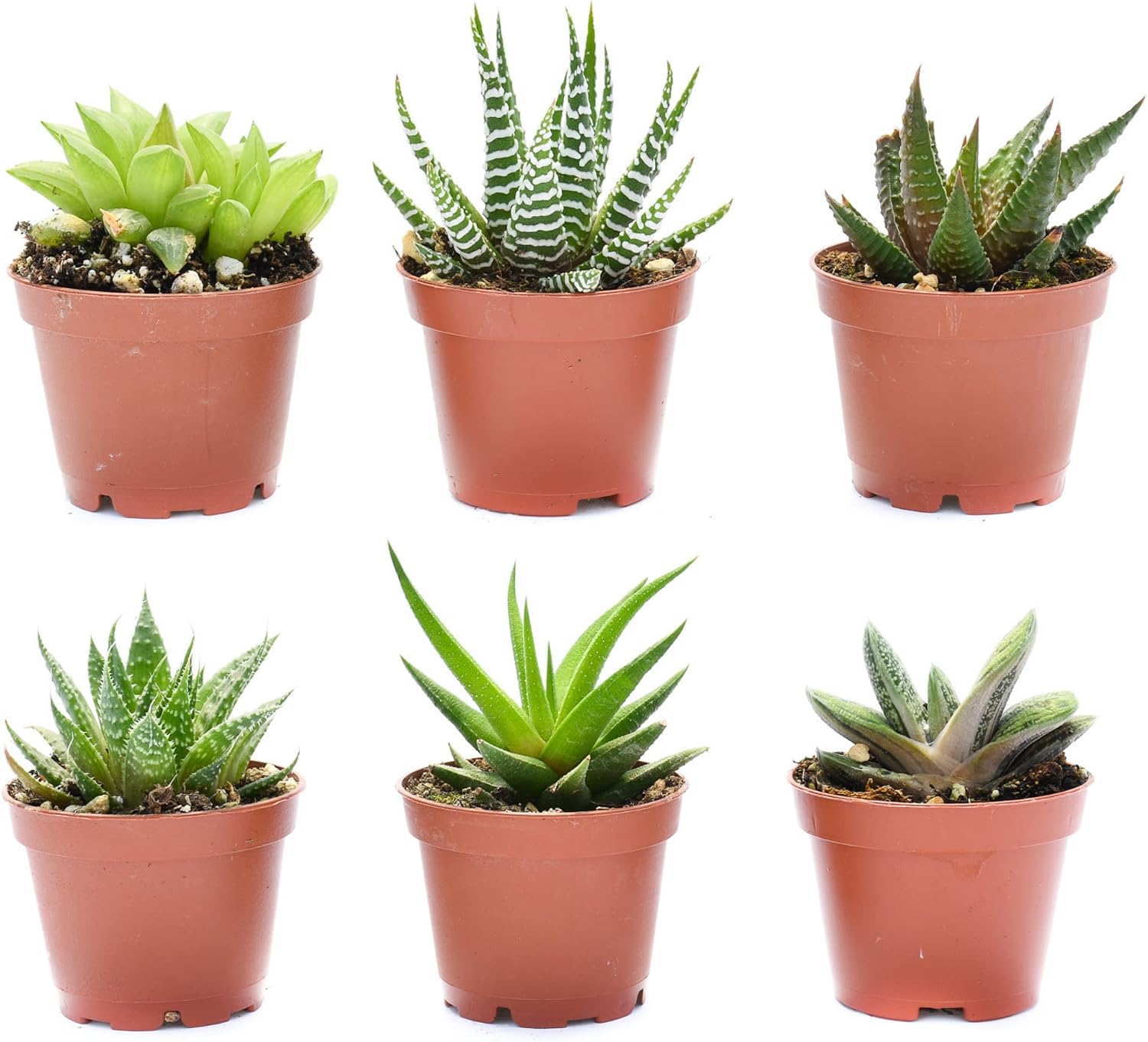 Live Indoor Succulent Plants – 2-inch Assorted Small Succulent – Real Fully Rooted Indoor Succulent Plants (12)