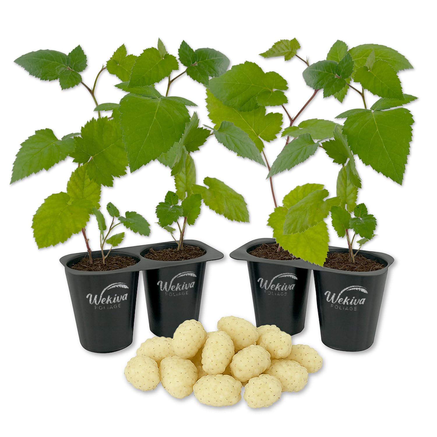 Snowbank BlackBerry Plant - 4 Live Starter Plants - Rubus - Edible Fruit Bearing Bush for Patio and Garden