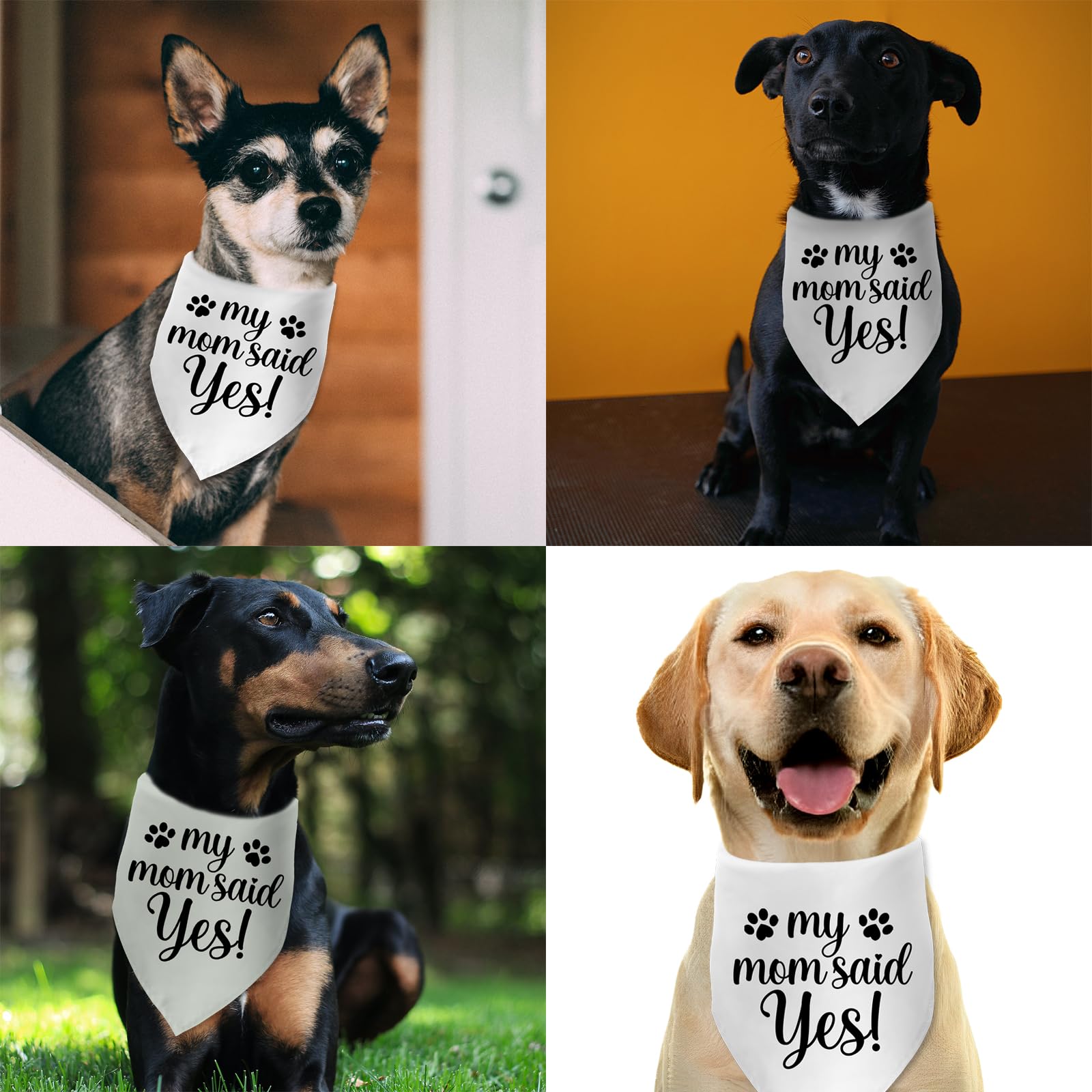 Hundehalstuch "My Mom Said Yes" – Baumwoll-Bandana Für Hochzeit & Verlobung, 66x30,5 Cm