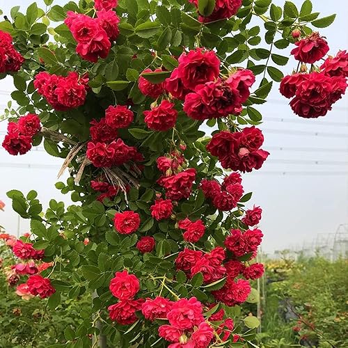 Miniatura 3 de Más de 300 semillas de rosas trepadoras para plantar al aire libre, flores ornamentales trepadoras rosas arbustos trepadoras de larga floración