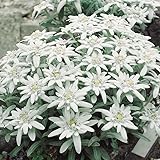 echtes edelweiss BESONDERHEITEN: Als Bepflanzung von Steintrögen sorgt die hübsche Staude für einen einzigartigen Charme. Hierbei spielt die Auswahl der Partnerpflanzen und des Pflanzsubstrates eine wichtige Rolle. Ähnliche Ansprüche an Standort, Wasser und Pflege stellen z. B. Küchenschellen, Mauerpfeffer oder Teppich-Thymian.