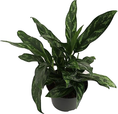 Miniatura 2 de Hoja perenne china - 6" de California Tropicals