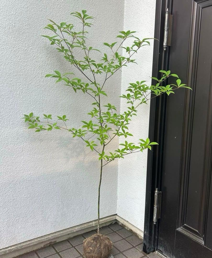 FOX BROTHERS ISETAN MEN'S CERRUTI セットアップ FOX BROTHERS ISETAN MEN'S CERRUTI セットアップ NEW ARRIVAL/New