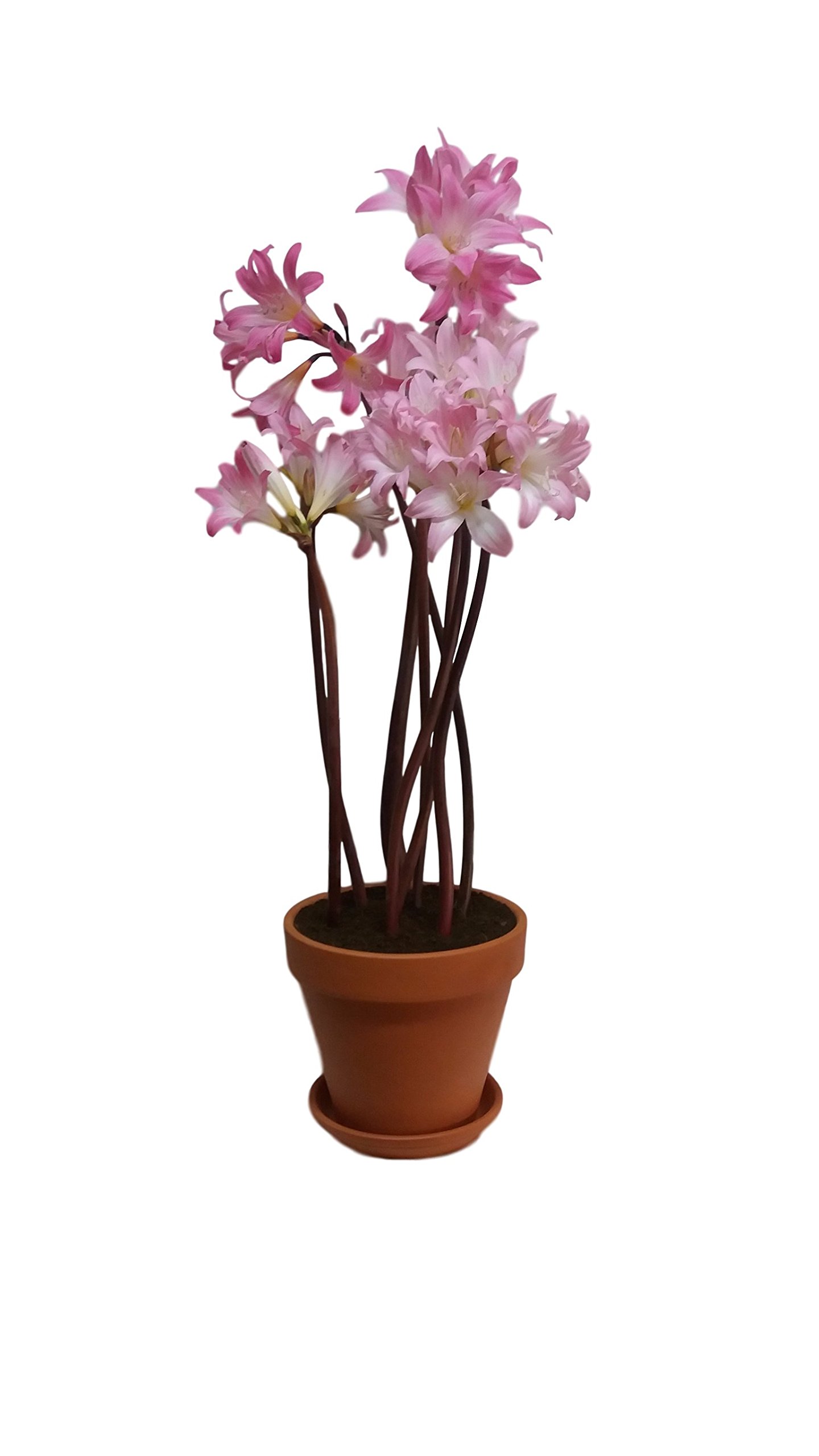 Holland Bulb Farms Amaryllis Belladonna