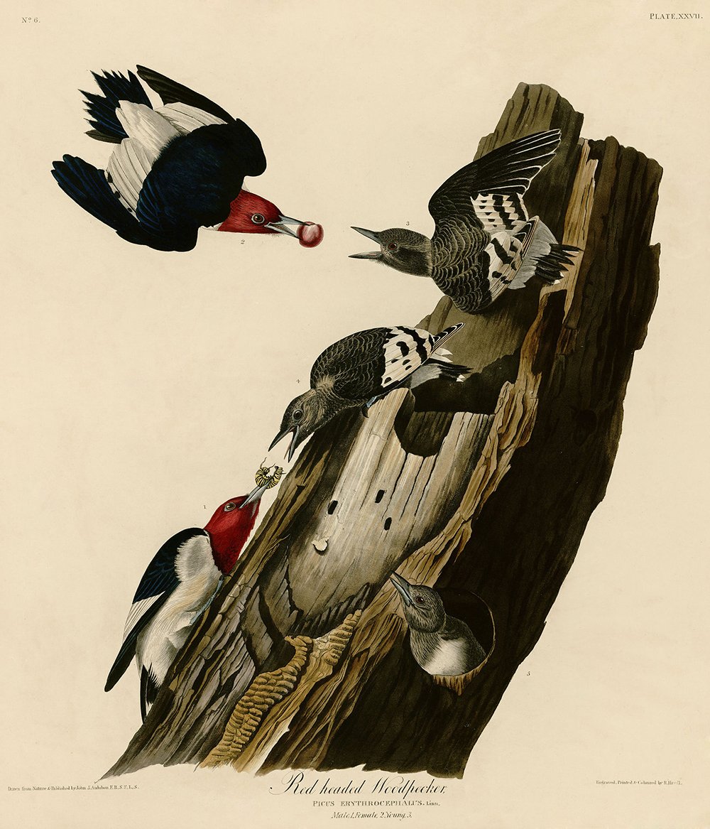 Cuadro artístico de carpintero cabecirrojo de Audubon en papel mate