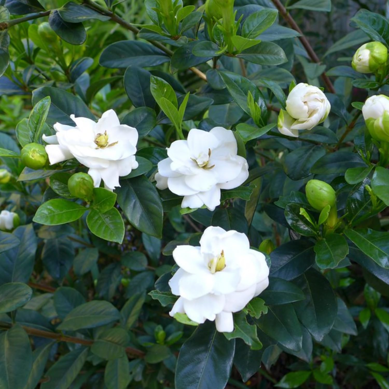 Hug A Plant | Gardenia | Gandharaj | Cape jasmine (Gardenia jasminoides)- Flowering/Ornamental/Live Plant (Home & Garden) (B0C8HYTVMM) Amazon Price History, Amazon Price Tracker