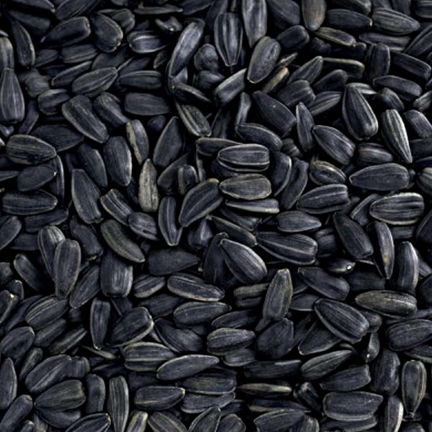 Moptrek lack Oil Sunflower Seeds Wild Bird Food- 15 Pounds | No Grow Seed | Bird Seed for Wild Birds