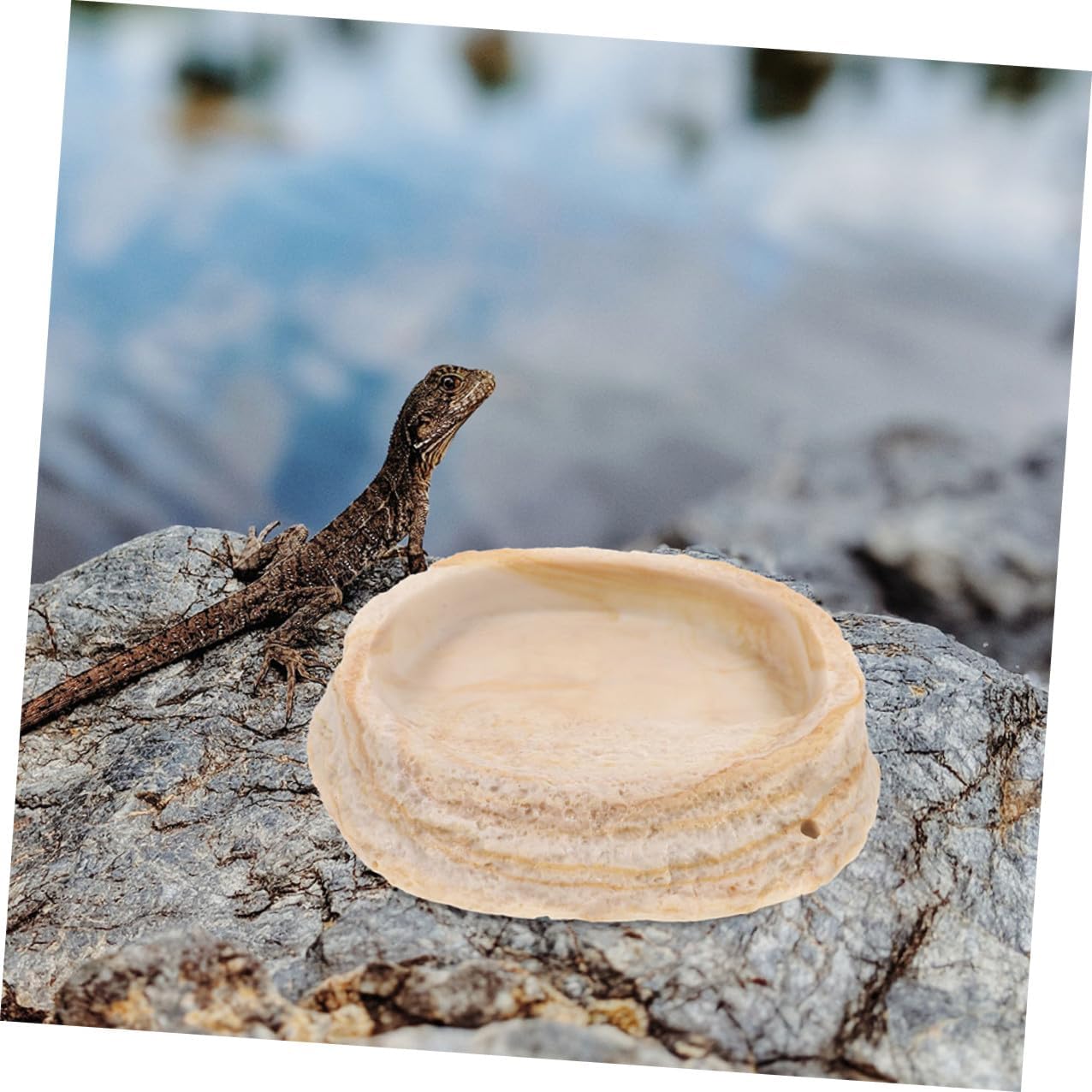 Tofficu 2pcs Resin Reptile Food Bowl and Water Dish Set, Decorative Terrarium Feeding Basin for Bearded Dragon, Lizard, Gecko, and Tortoise Habitat Accessories