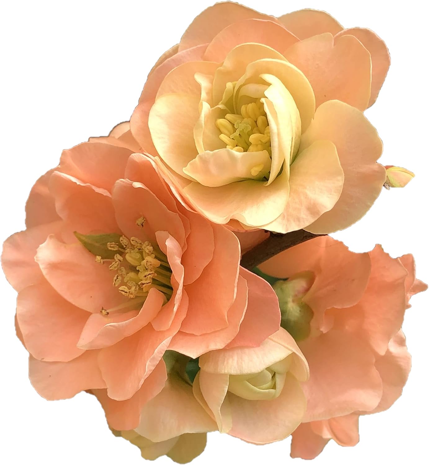 Cameo Flowering Quince - Live Plant Shipped 2 to 3 Feet Tall by DAS Farms