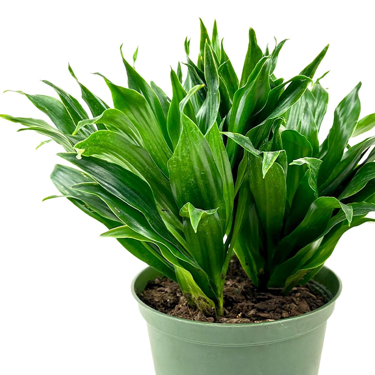 artificial snake plant in pot Faux Artificial Snake Plant In Pot Green  RusticReach