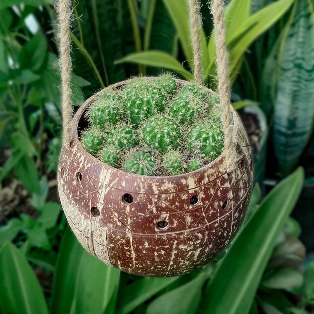 Rainforest Bowls Set of 2 Hanging Stripes Coconut Planters w/Drainage Hole- Perfect for Succulents, Flowers, Small Plants, Indoor & Outdoor Gardens- Handcarved by Artisans, Eco-Friendly & Sustainable