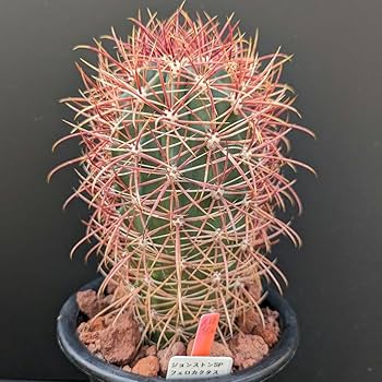 Amazon | レアサボテンコレクションフェロカクタス属ジョンストン玉