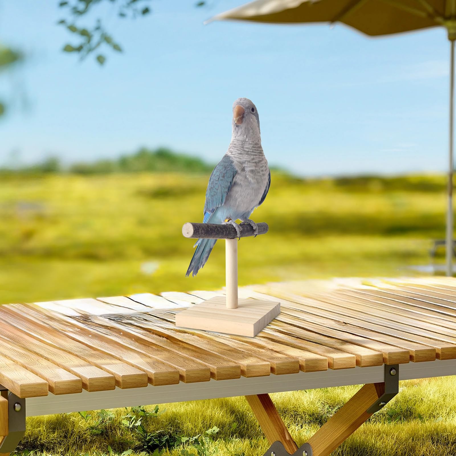 Generisch Trainingsständer für Vogelsitzstangen – Tischplattform für aus Holz, Ruhestation aus Naturholz, praktische Sitzstangenlösung | Robustes Käfigzubehör, Spielplatz für , Wellensittiche