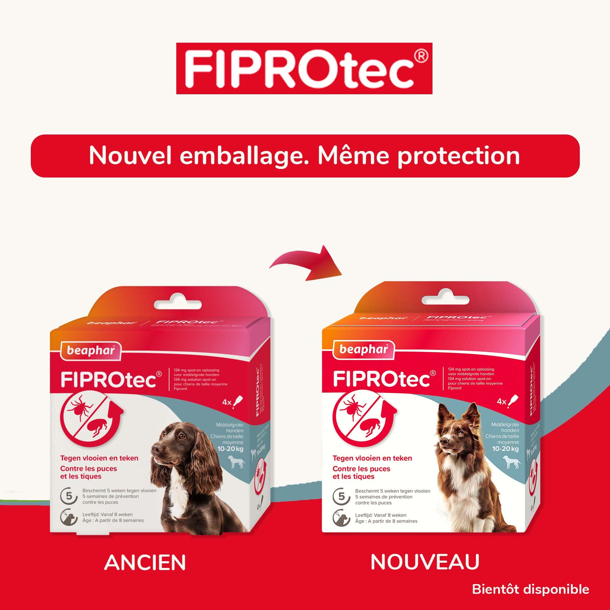 BEAPHAR – FIPROTEC Solution Spot-on pour Chiens Moyens (10-20 kg) 134 MG – À Base de Fipronil – Contre Les Puces – Protège Contre Les Infestations par Les Tiques – 4 Pipettes de 1,34 ML