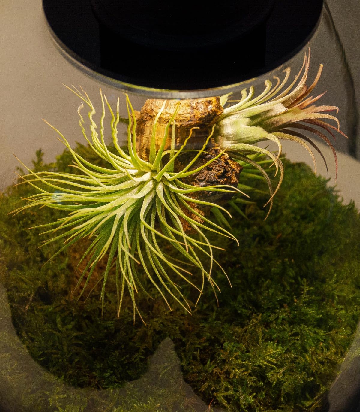 Jardin en Botella Terrario Plantas Vidrio Transparente Tapa con Foco LED | Kit Jardin en Botella Todo Incluido Plantas de Aire Naturales en Raiz de Olivo