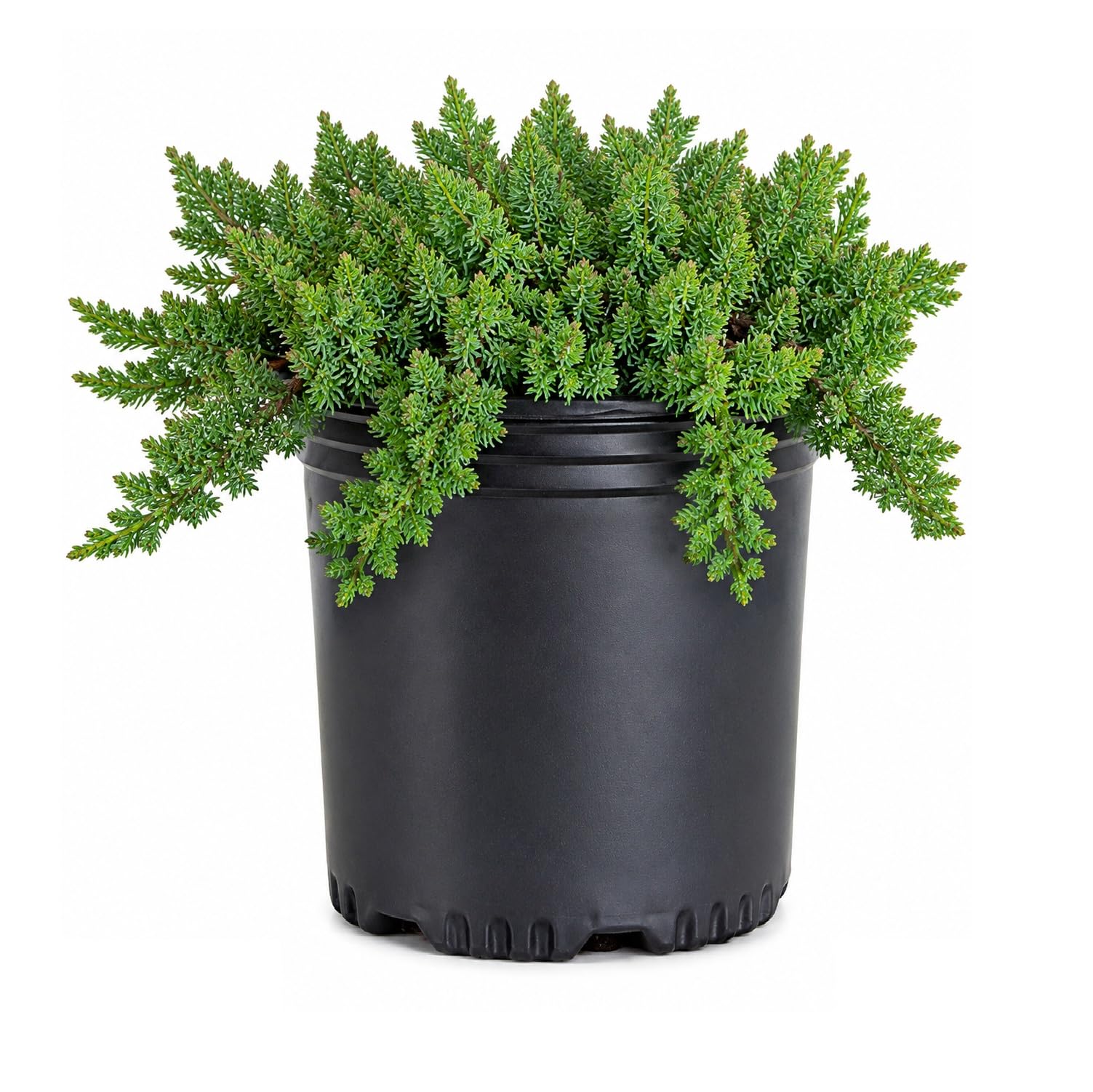 Procumbens Nana Juniper