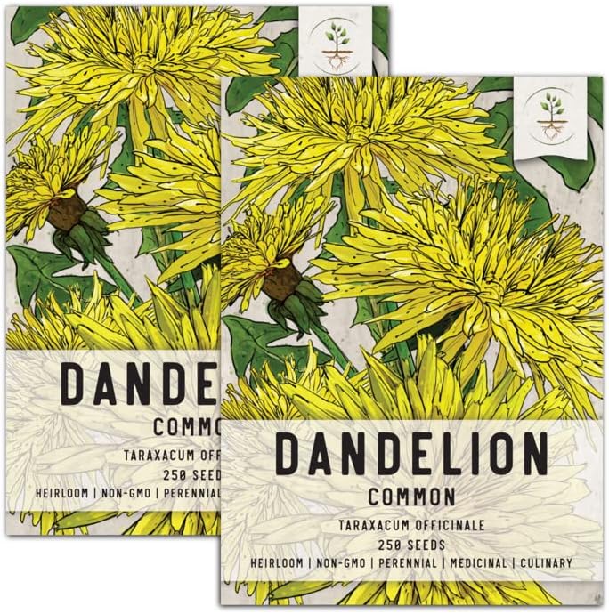 Seed Needs, Dandelion Herb Seeds for Planting (Taraxacum officinale) Heirloom, Non-GMO & Untreated - Great for Tortoises, Rabbits & Bearded Dragons (2 Packs)