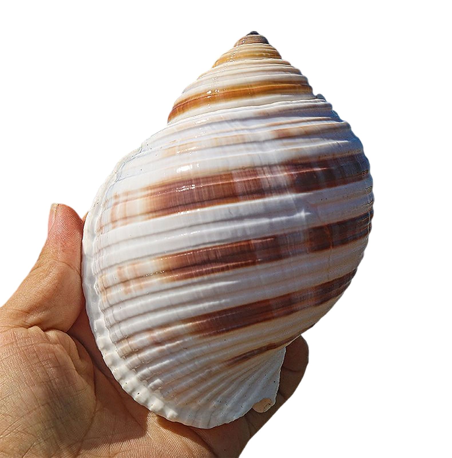 COYOUCO Seashells Large Natural Conch Shells Big Seashells Great for Beach Theme Party, Home Decorations,DIY Crafts, Fish Tank, Air Plant,M