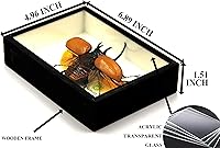Vista 3 de Escarabajo de 5 cuernos real/Eupatorus Gracilicornis forma voladora taxidermia en caja transparente (caja de madera negra)