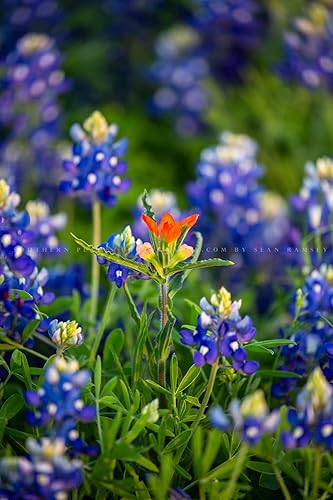 Wildflower Photography Print (Not Framed) Vertical Picture of Indian Paintbrush Standing Out in Bluebonnets on Spring Day in Texas Nature Wall Art