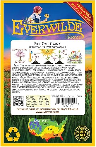 Miniatura 5 de Everwilde Farms - Semillas de hierba nativa Grama de avena lateral de 1 onza - Gold Vault