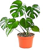 Shop Succulents Monstera Deliciosa Swiss Cheese Plant, Live Indoor Plant, Easy to Grow Split Leaf Houseplant in Grow Pot, Housewarming, Decoration for Home, Office, and Room Decor, 6 Inch