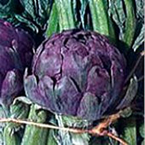 Semillas de Alcachofas Romanesco (25+ Semillas)