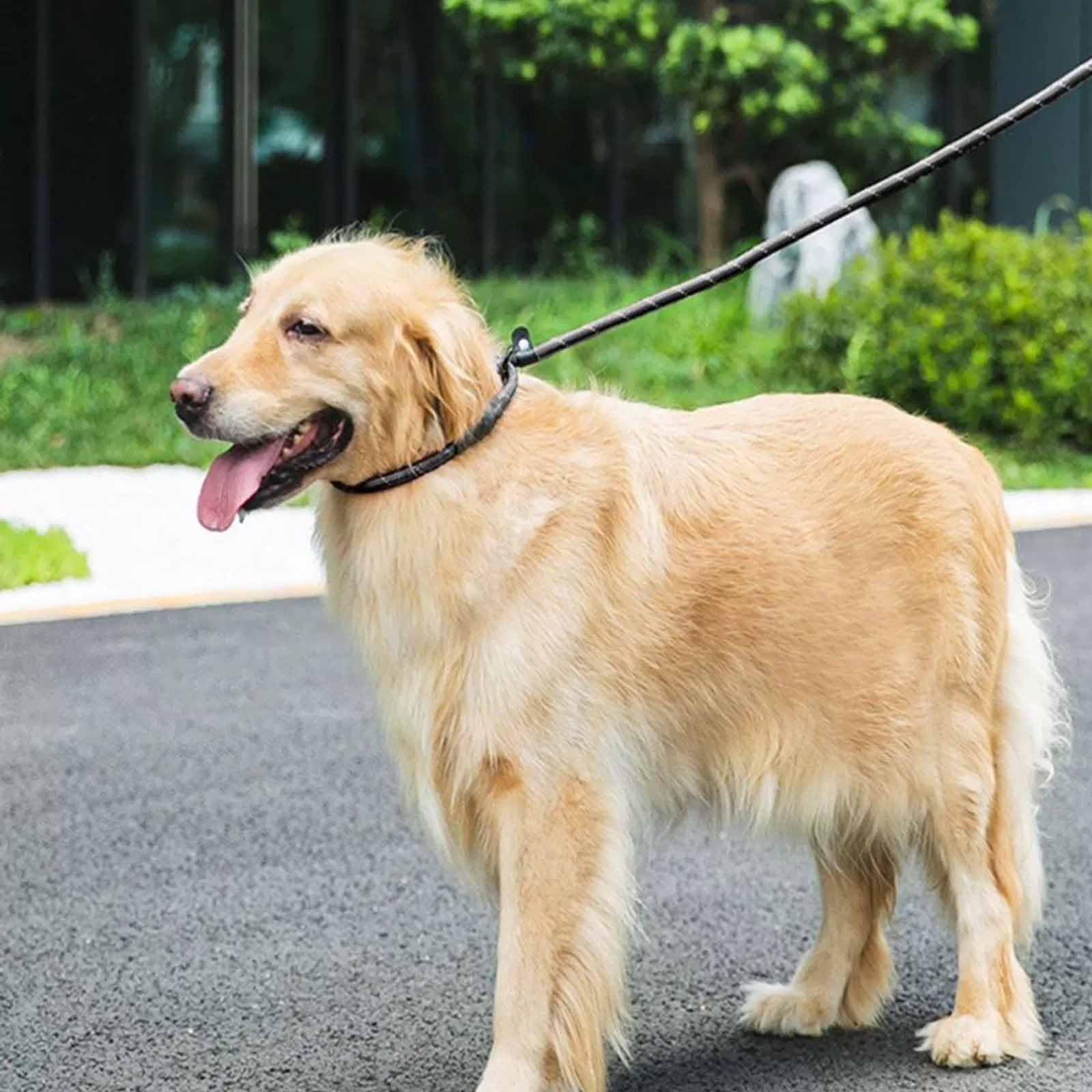 Guinzaglio Per Cani Antistrappo - 2 M, Riflettente, Per Cani Medi E Grandi, Arancione - Foto 3