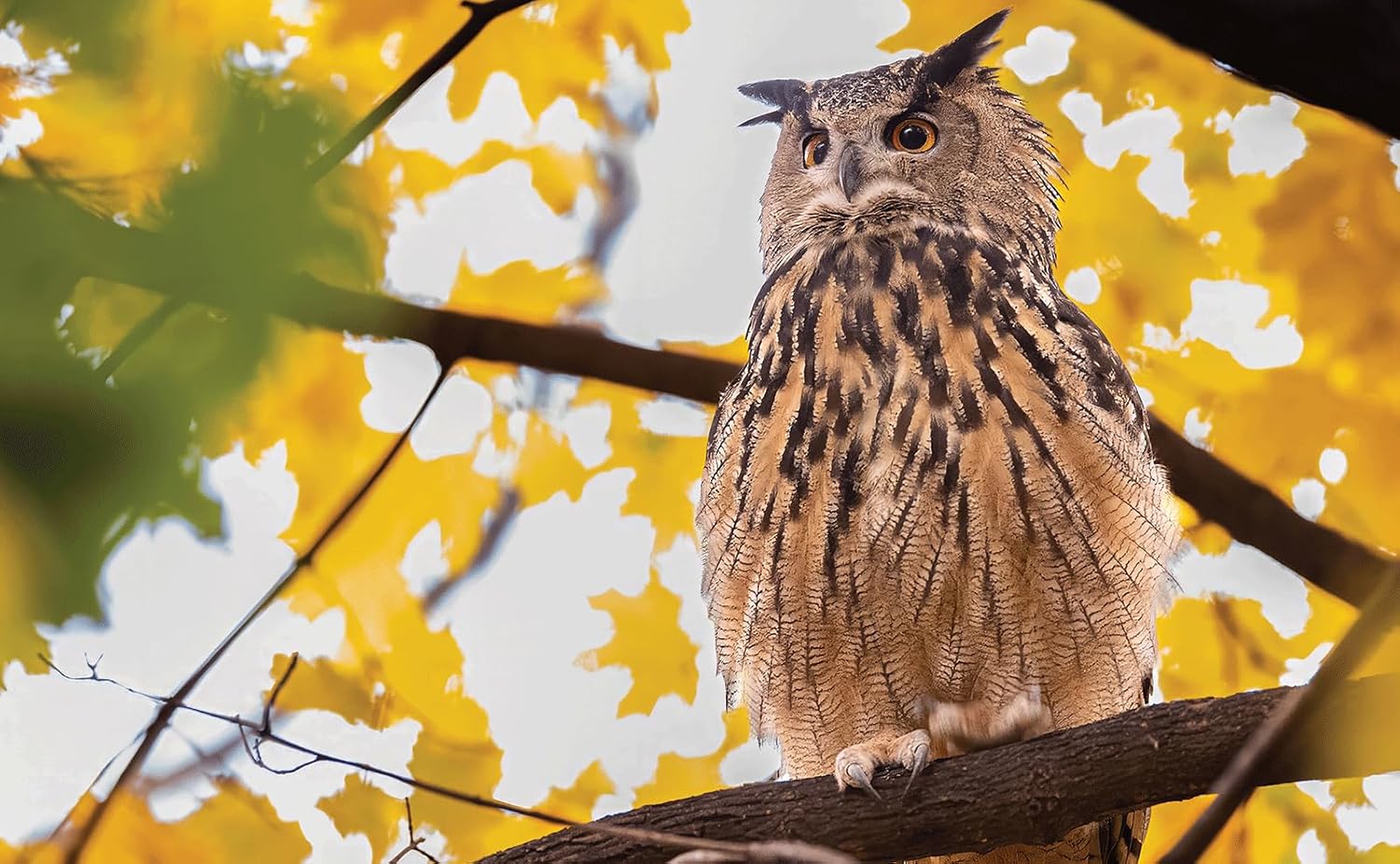 FLACO: The Owl Who Escaped Captivity and Won the Hearts of the World