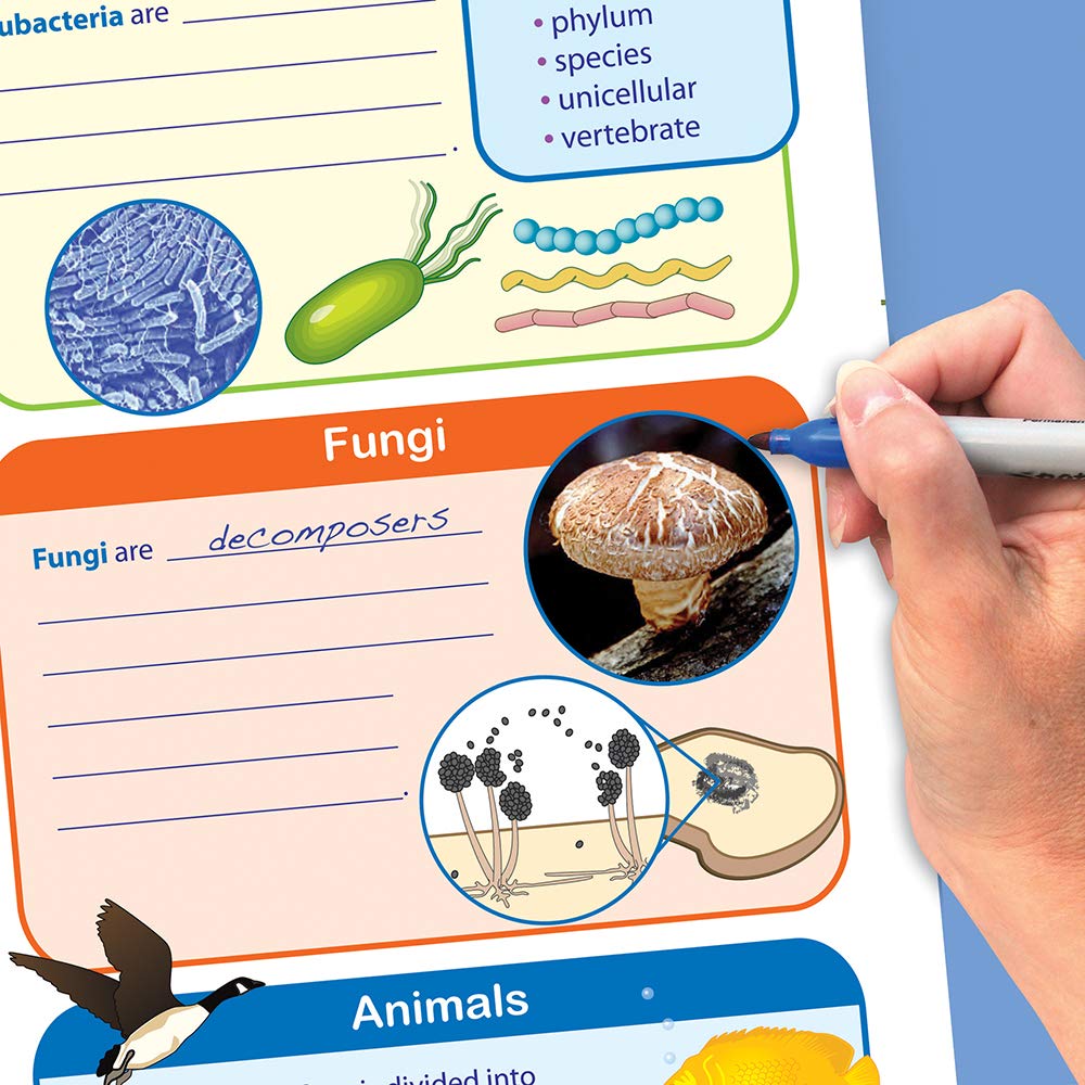 NewPath Learning STAAR Grade 8 Organisms & Environment Curriculum Mastery Flip Charts