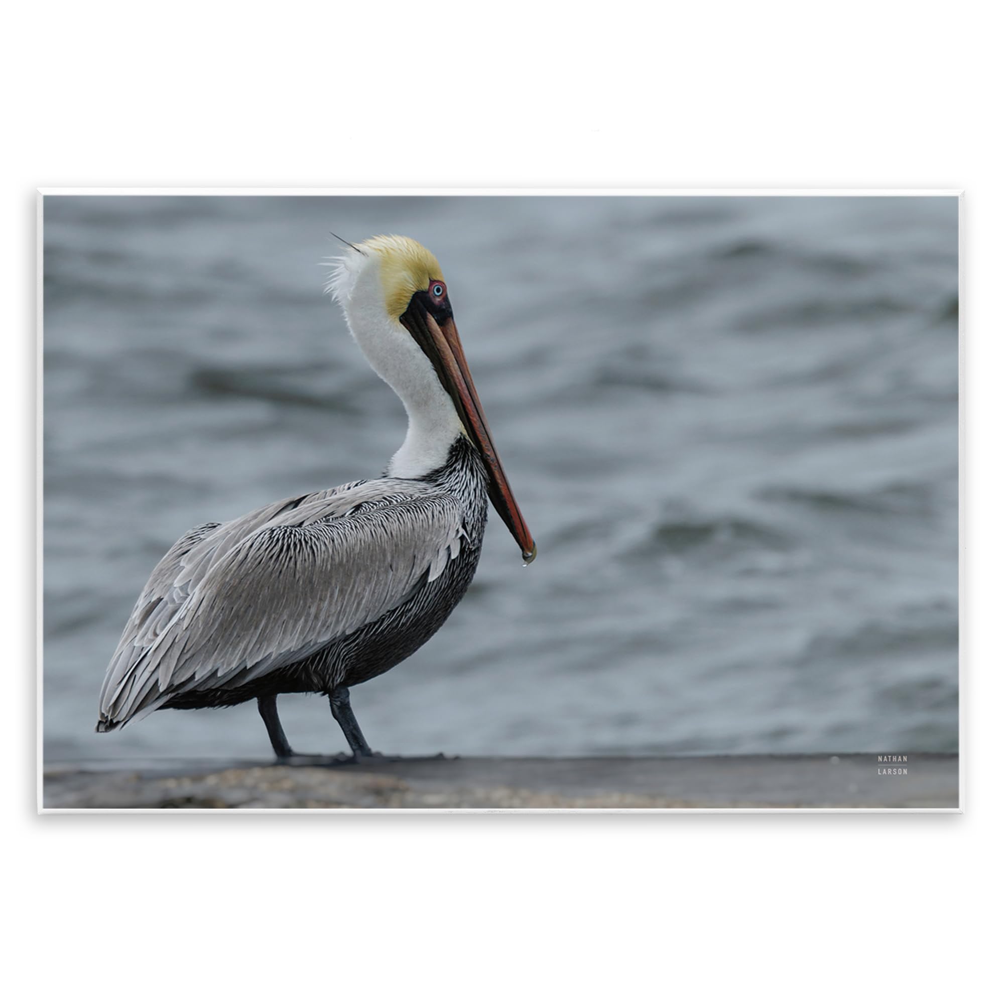 Stupell Industries 'Pelican Watch Photography', Wall Plaque Art, 19 x 13