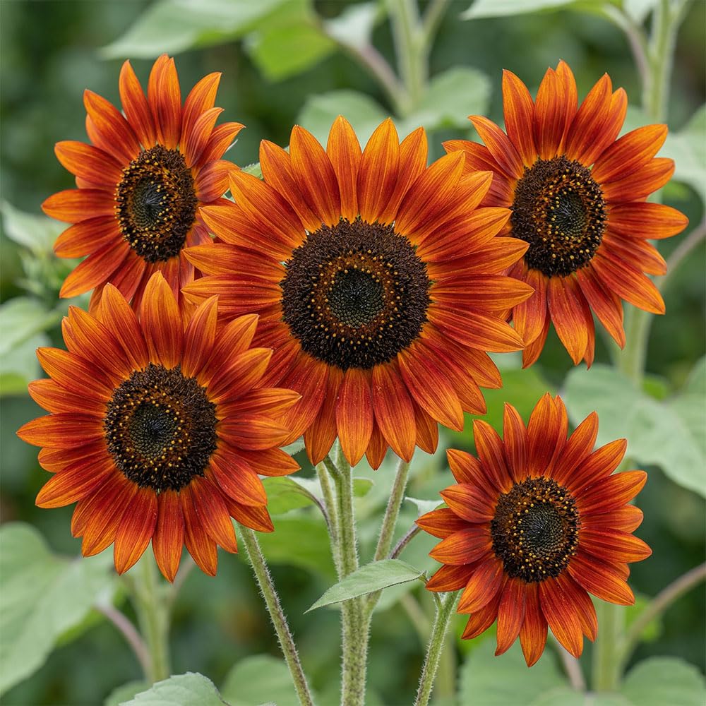 Sunflower Evening Sun Seeds – Helianthus Annuus – Rich Orange & Red Bicolour Blooms – Tall Summer Flowering Annual – Ideal for Borders & Cut Flowers