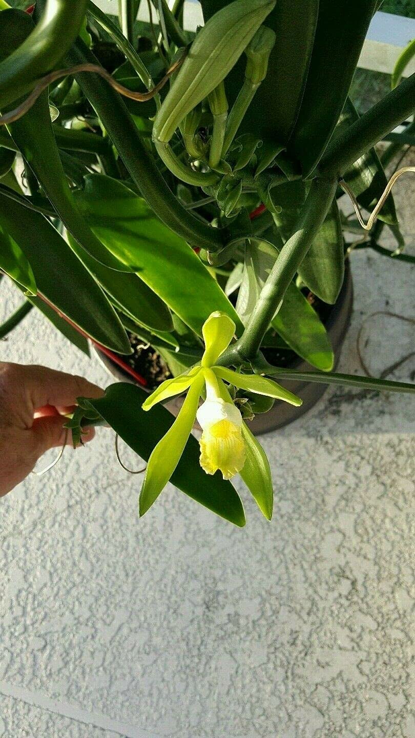 vanilla bean orchid 12 inches fresh cutting from my plant