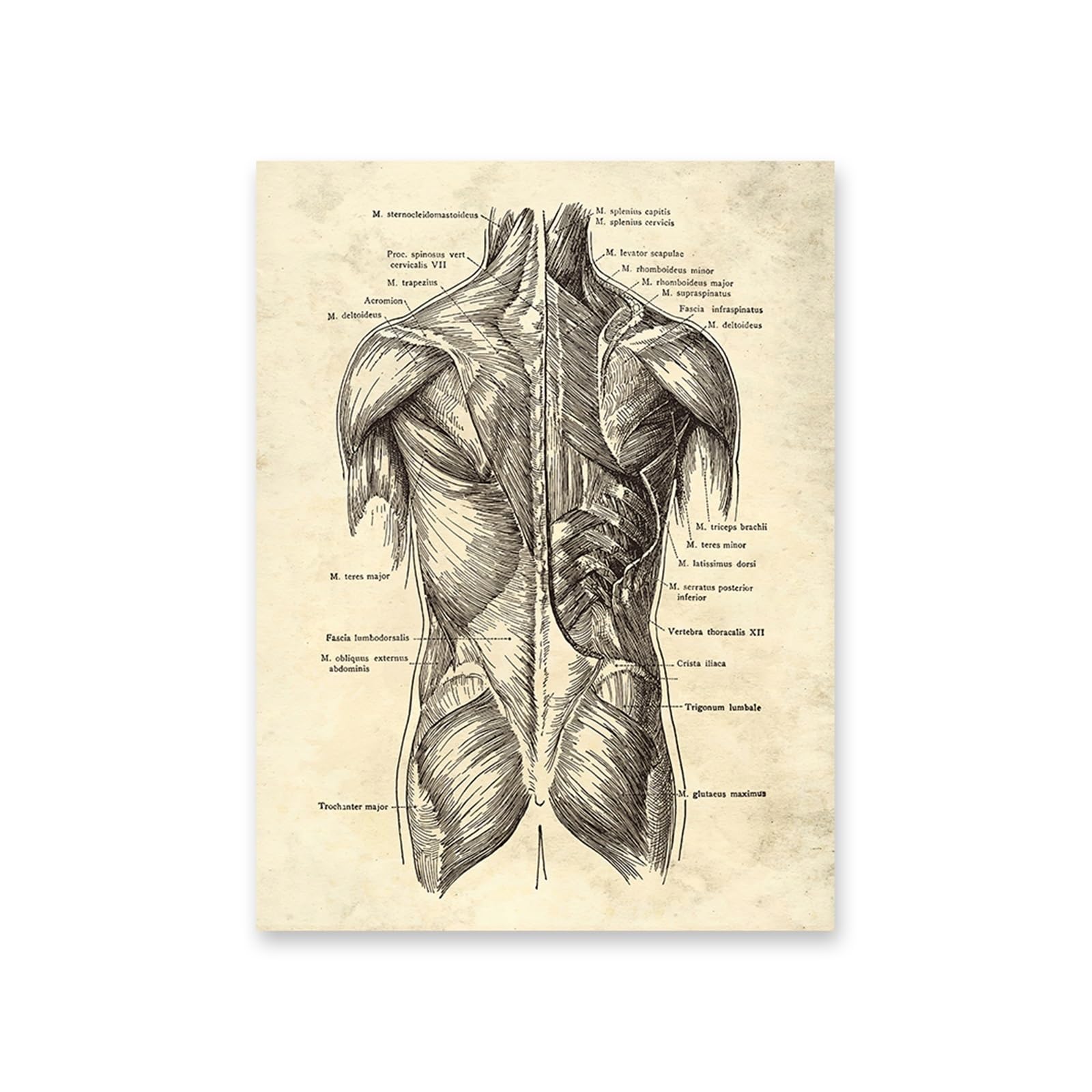 1 Szt. Anatomia Ludzkiego Ciała Grafika Medyczne Zdjęcia Ścienny Narząd Szkieletowy Mięśnie Płótno Malarstwo Plakaty Druki Wystrój Pokoju Kliniki
